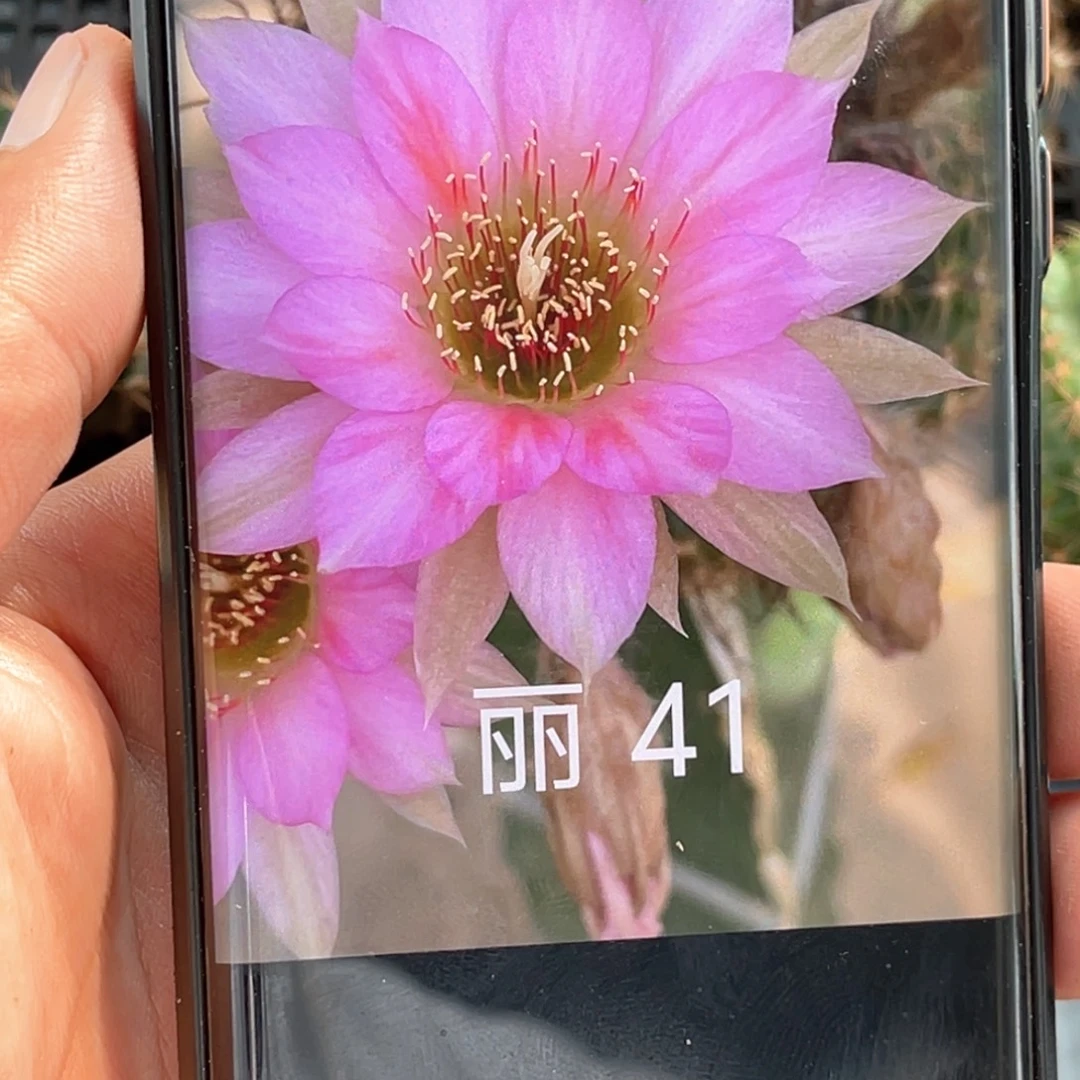 丽 41侧芽 歪 满20包邮4公分