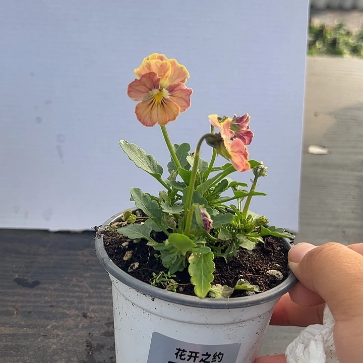 当前无花朵，栽培后可花朵108号黄色心跳