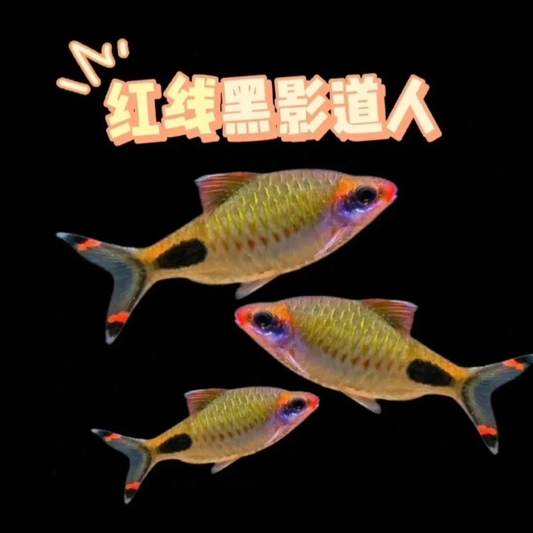 南美鱼F1进口红唇红线黑影道人小型热带鱼观赏鱼包邮