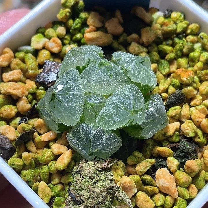596冰墩墩一物一拍