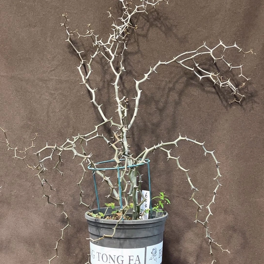 潮流植物 弯曲龙 半折6031