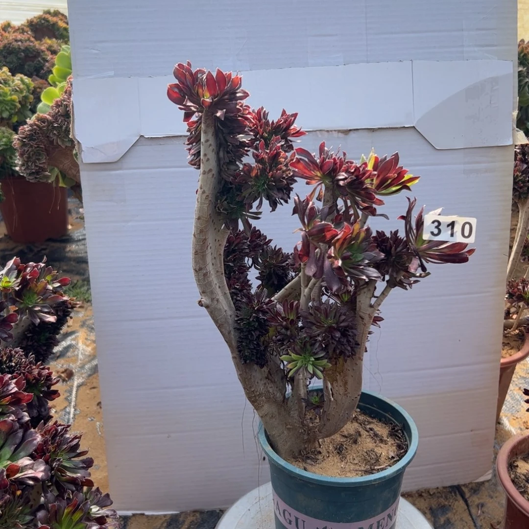 有伤阴阳黑缀310