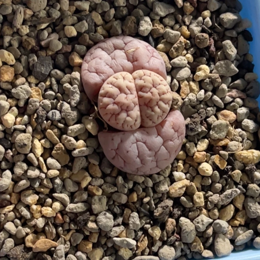 冬***眠3606蛙哥189粉色凹凸