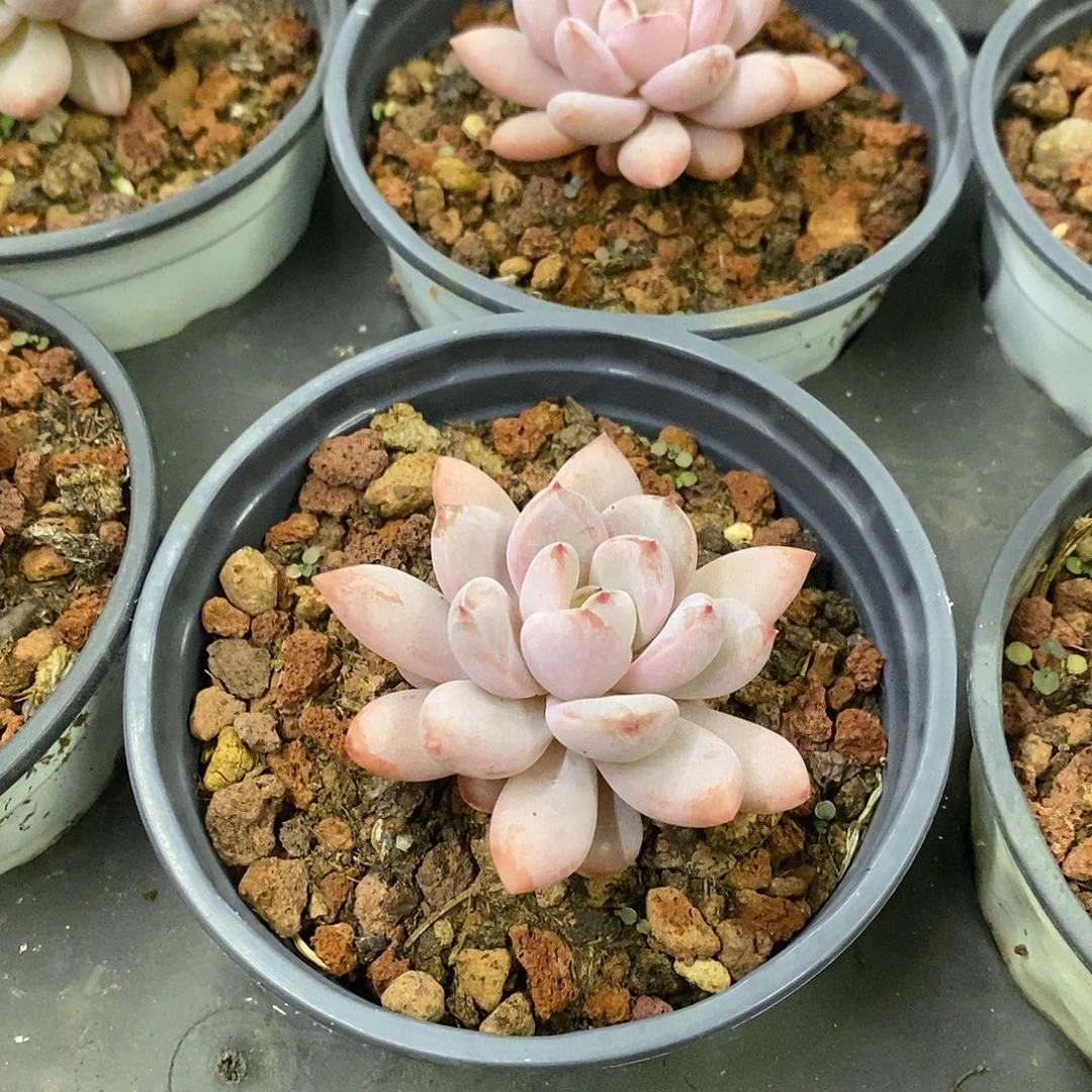 69。星星雪。福利多多