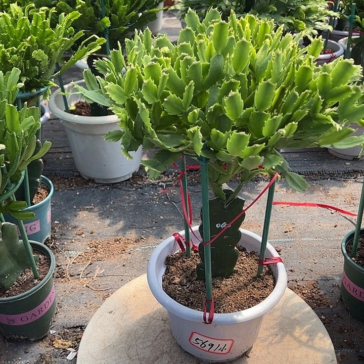 小***年040蟹爪兰原土带花架
