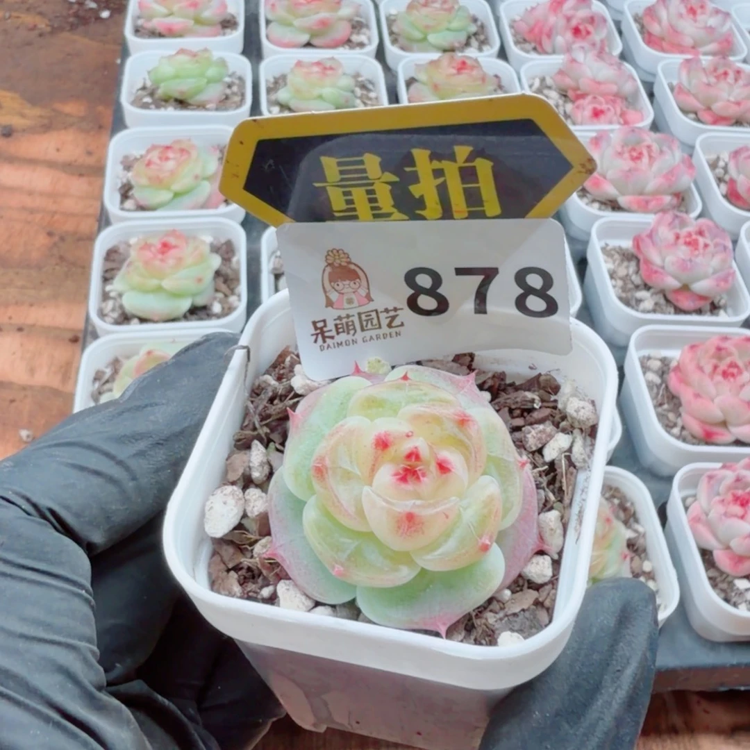 多肉植物多肉植物