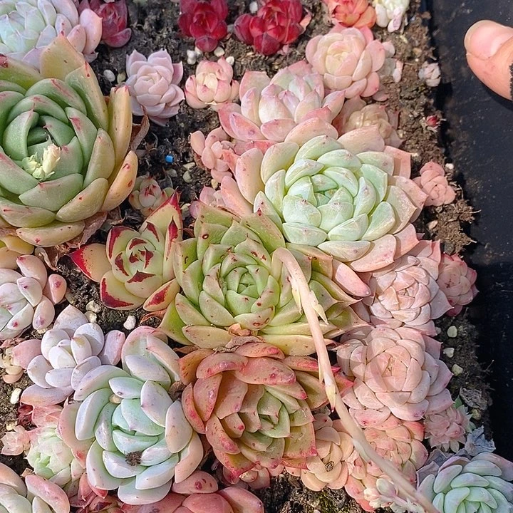 118 多肉植物盆栽花卉植物