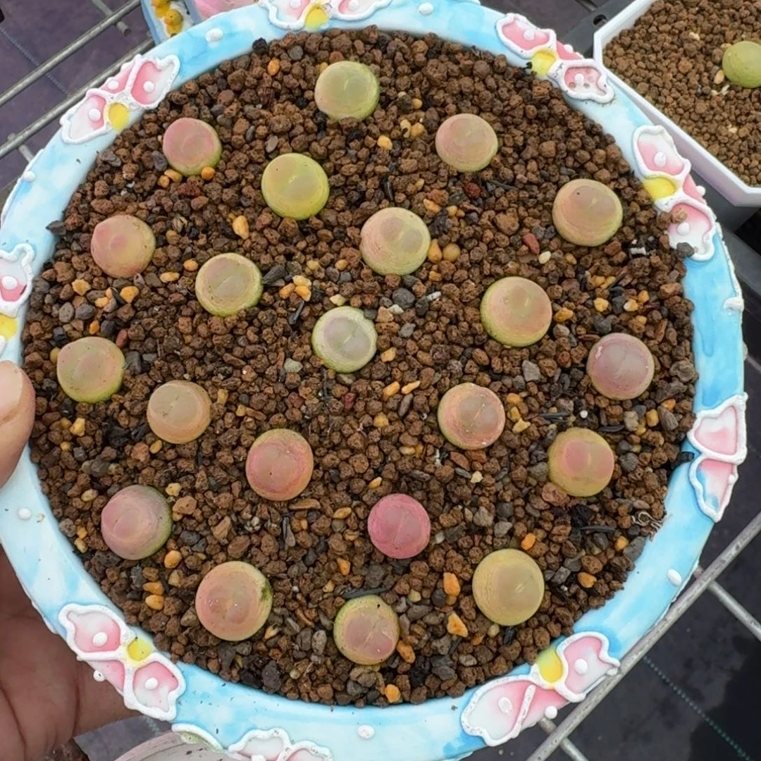 12-22-123福利一盆