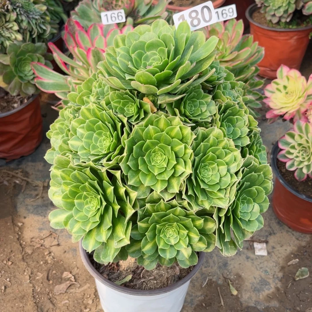 180翡翠琉璃多肉植物