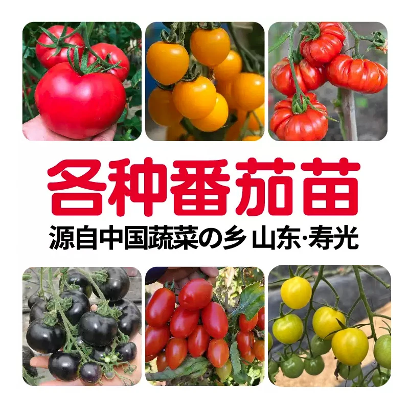 各种番茄秧苗种子大全西红柿千禧圣女果带土盆栽阳台四季蔬菜水果