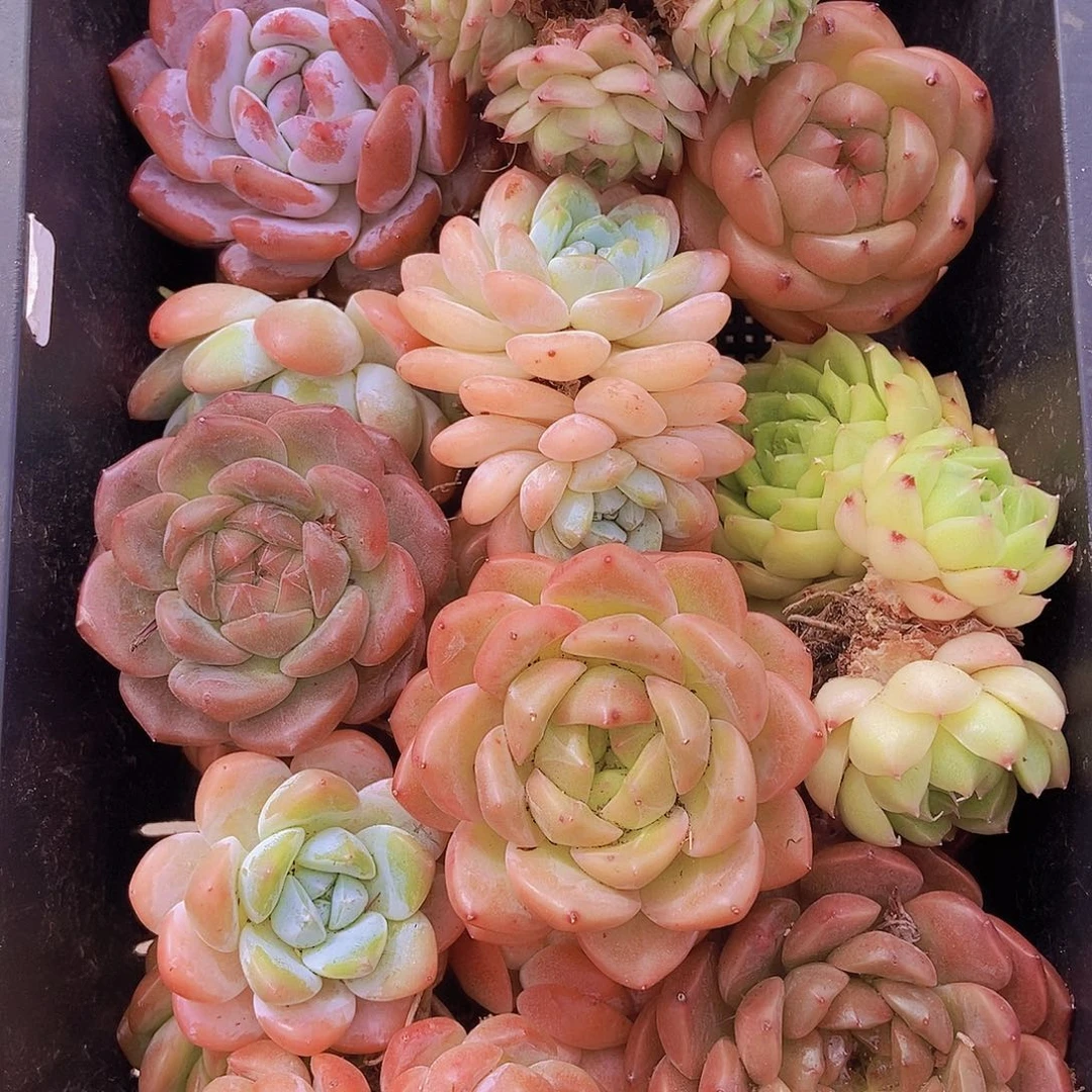 00000002量拍保底20颗，大