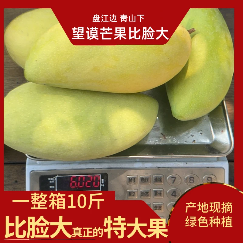 政府助农贵州望谟芒果大青芒金煌芒特大果 精品果 礼盒装民族特产