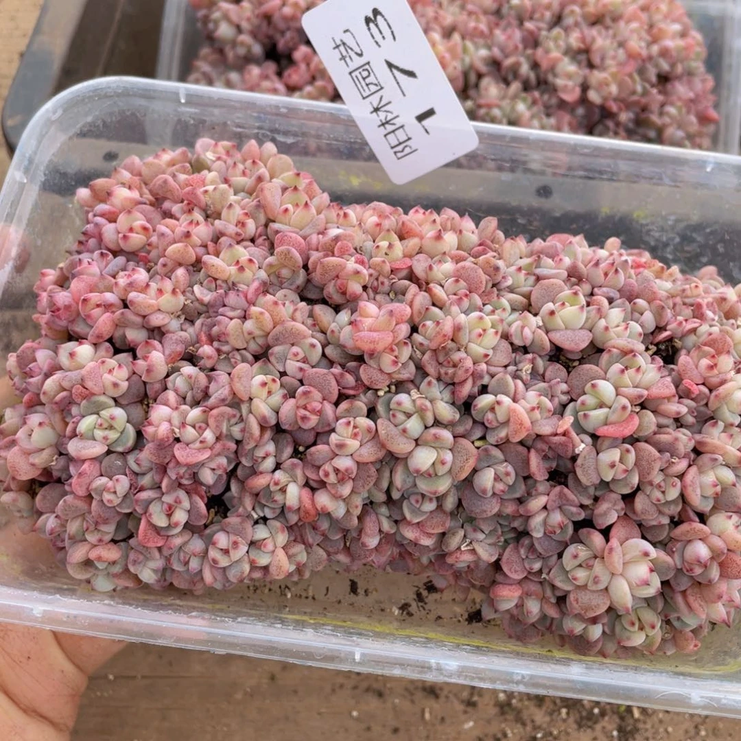 爱****?多肉植物多肉植物173