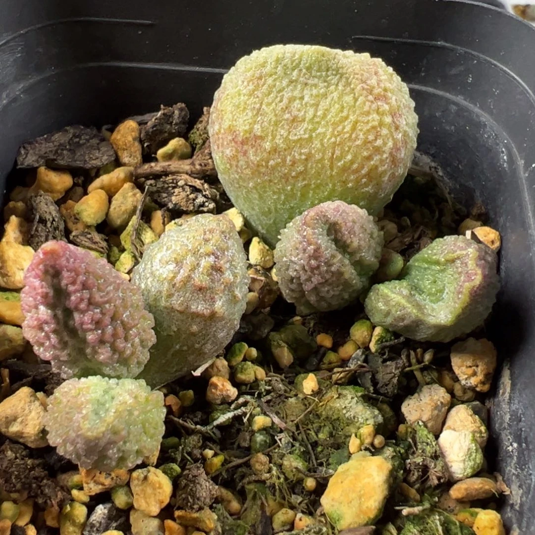 特价实生新品不确定是不是一颗多肉植物