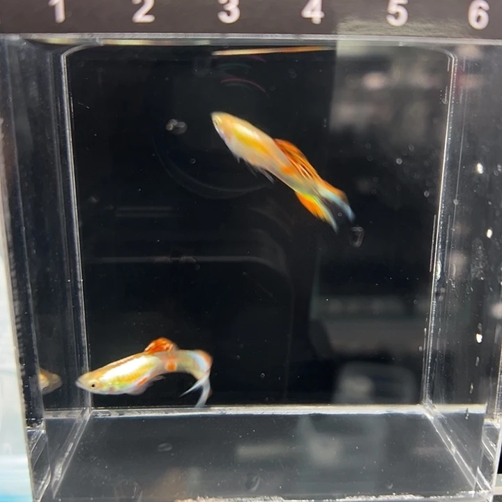 孔雀鱼特殊尾两对
