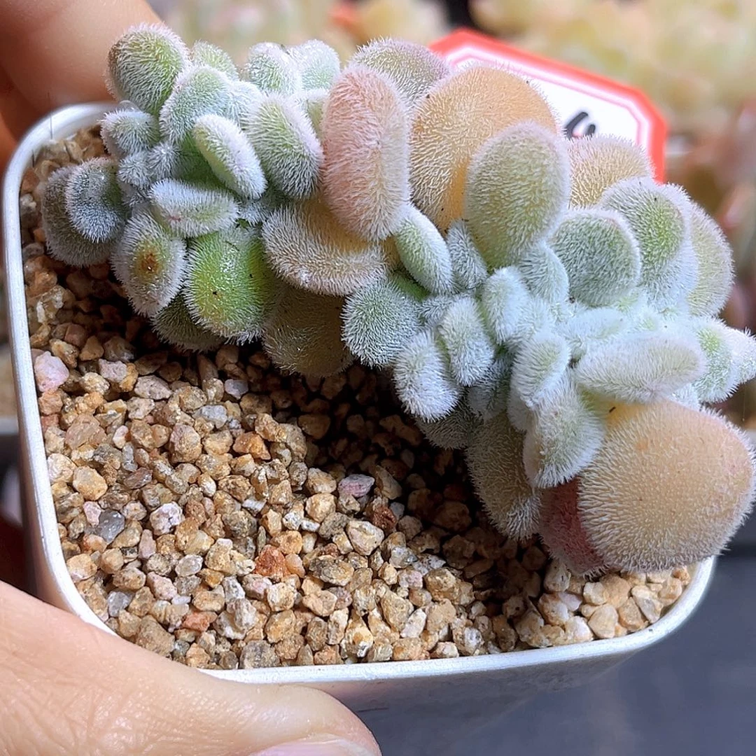 K324，雪晃星缀 满18包邮