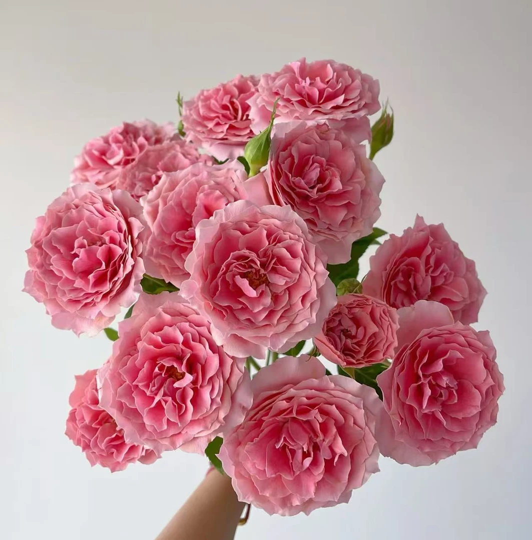 【粉色啦啦队】多头玫瑰