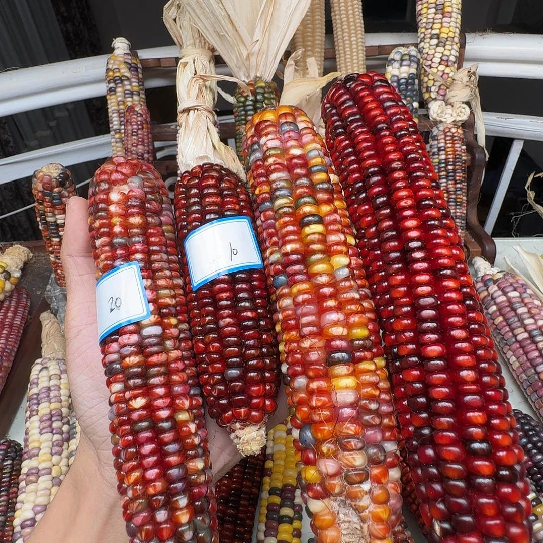 曾***米吊坠柏香籽/百香籽