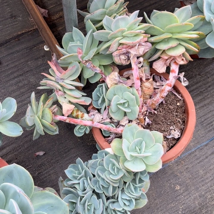 棠颂花卉 一物一拍 白凤 猫猫