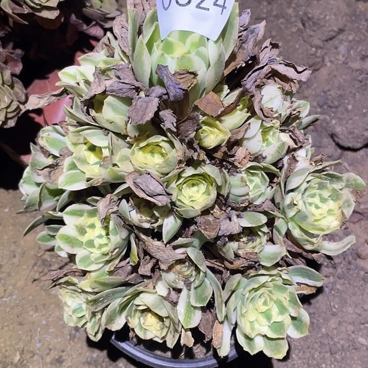 多肉植物法师824迈巴赫