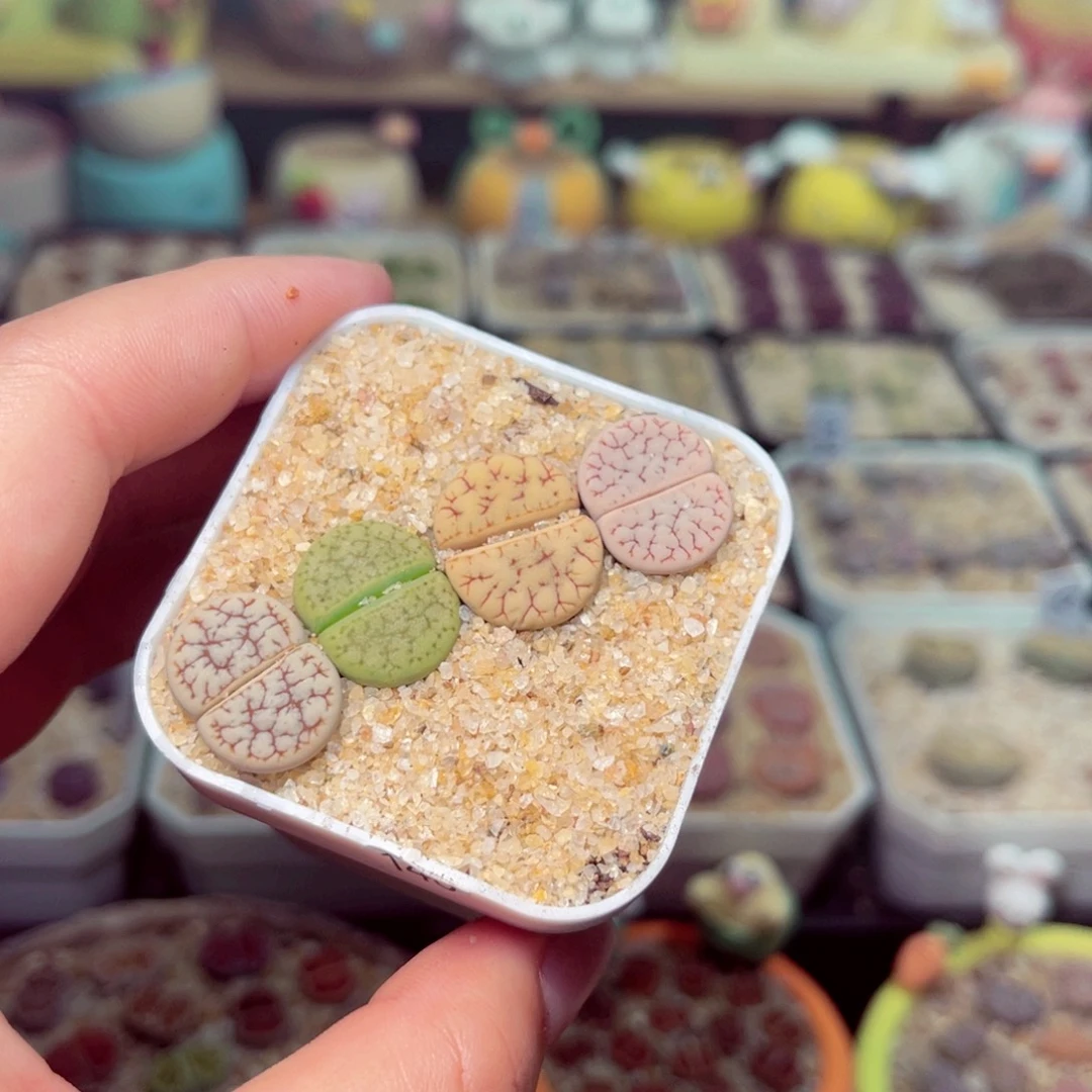 146号带盆包邮发货