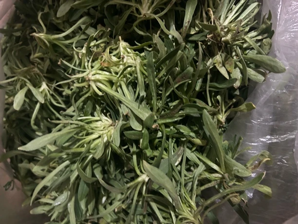 自己家种植面条菜.现挖现发
