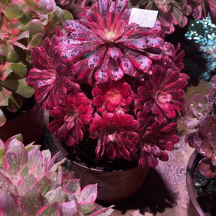 多肉植物黑铜白0003