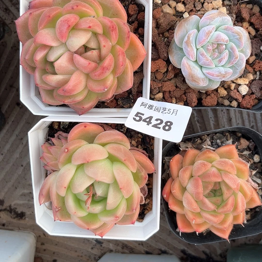 阿雅园艺。      5428