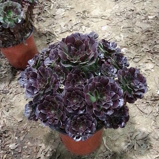 桃***桃荷兰玫瑰法师0000016