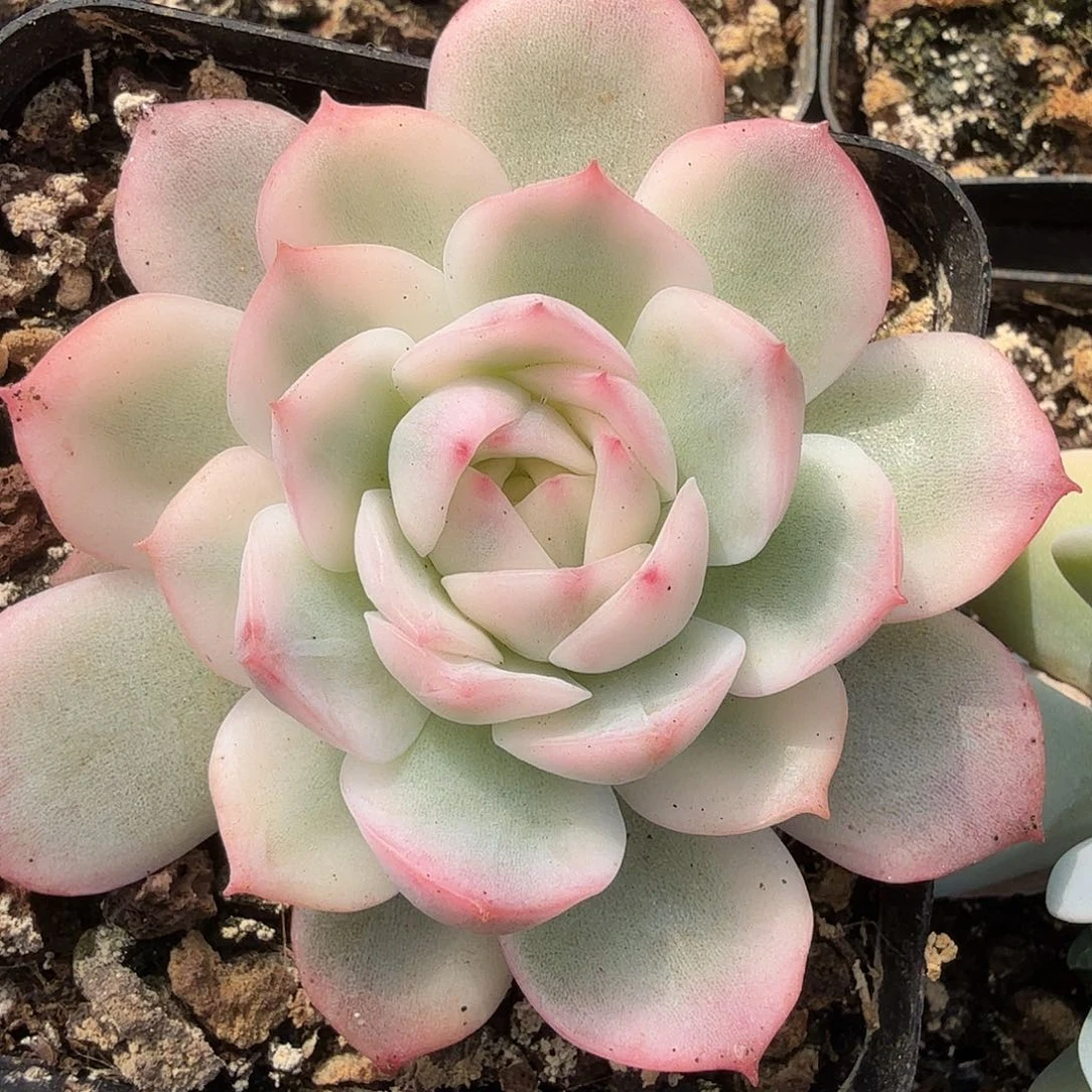 水晶玫瑰锦，多肉植物