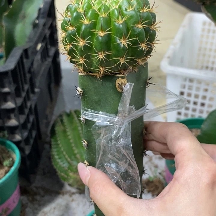 新品丽花L34绣谱母本