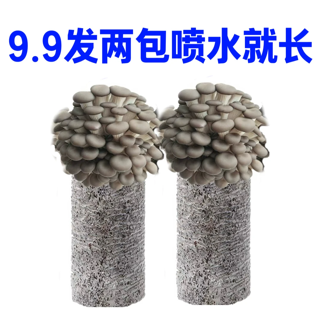 好养喷水就长的蘑菇菌包食用菌菌棒平菇种植包