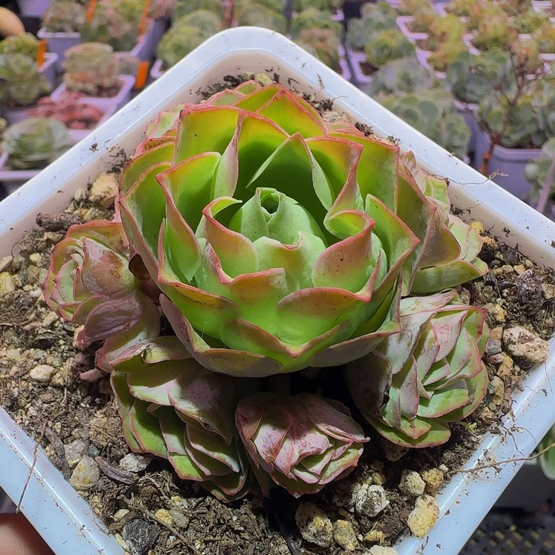 伏羲 非偏远包邮玻璃心慎拍