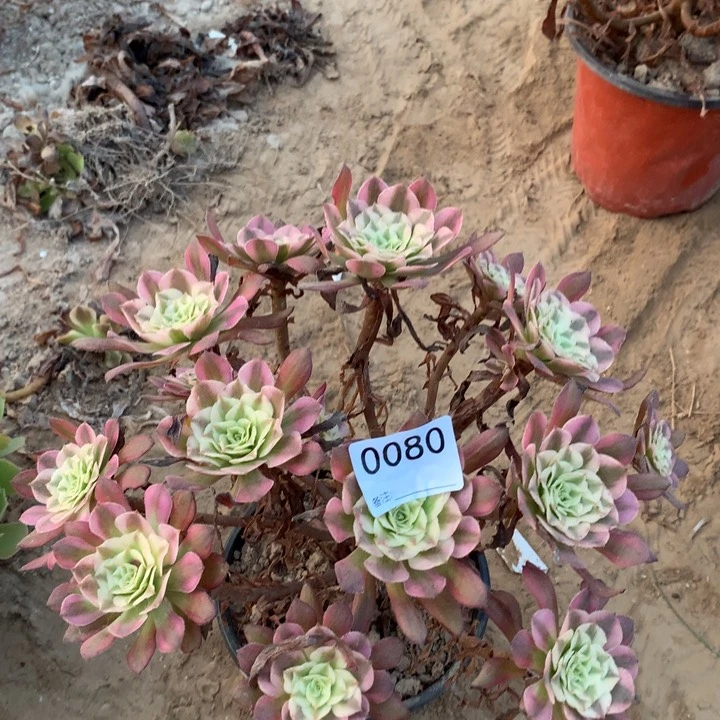 0080铜壶白绣球3号