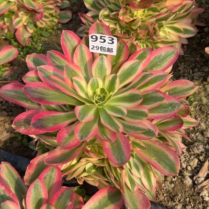 香妃……多肉植物……