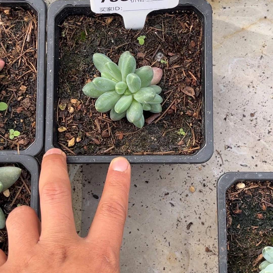 黛蒙德多肉植物793
