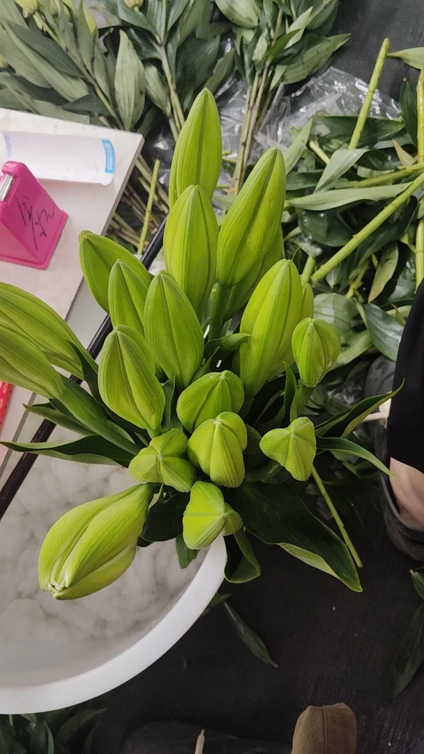 云南直发白色香水百合花香味浓郁鲜花