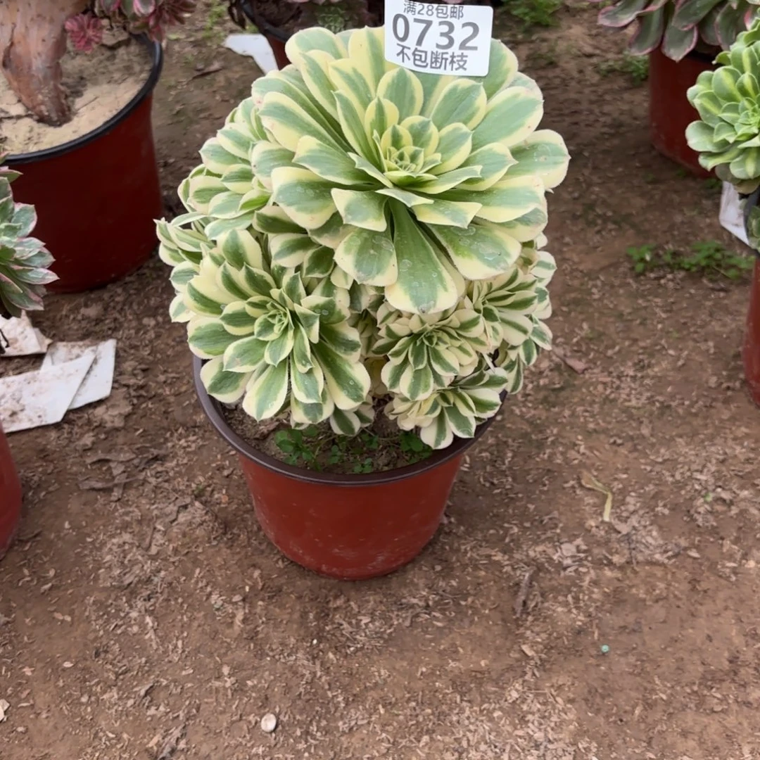 M. 732迈巴赫多肉。cade