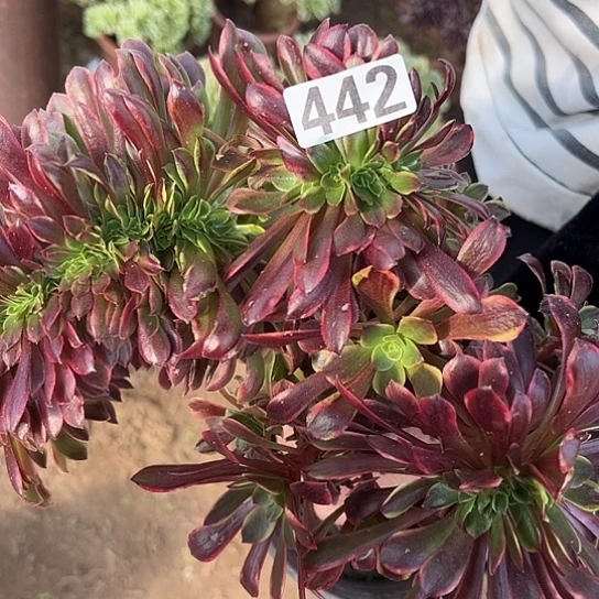 尚***一颗多肉法师 442