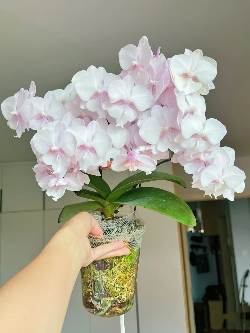 【双花剑】雪花大舌头蝴蝶兰花苗2.8寸杯