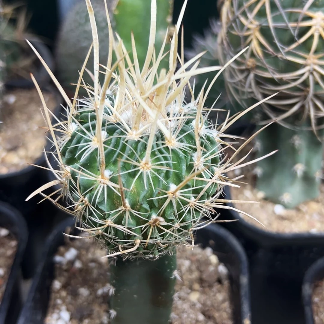 喷泉仙人球1111111