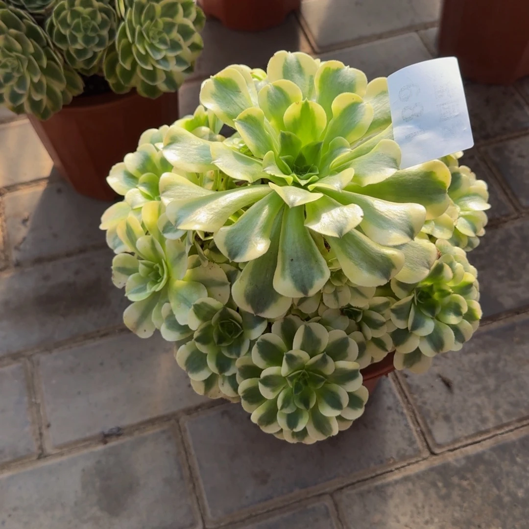 多肉植物681绿豆沙