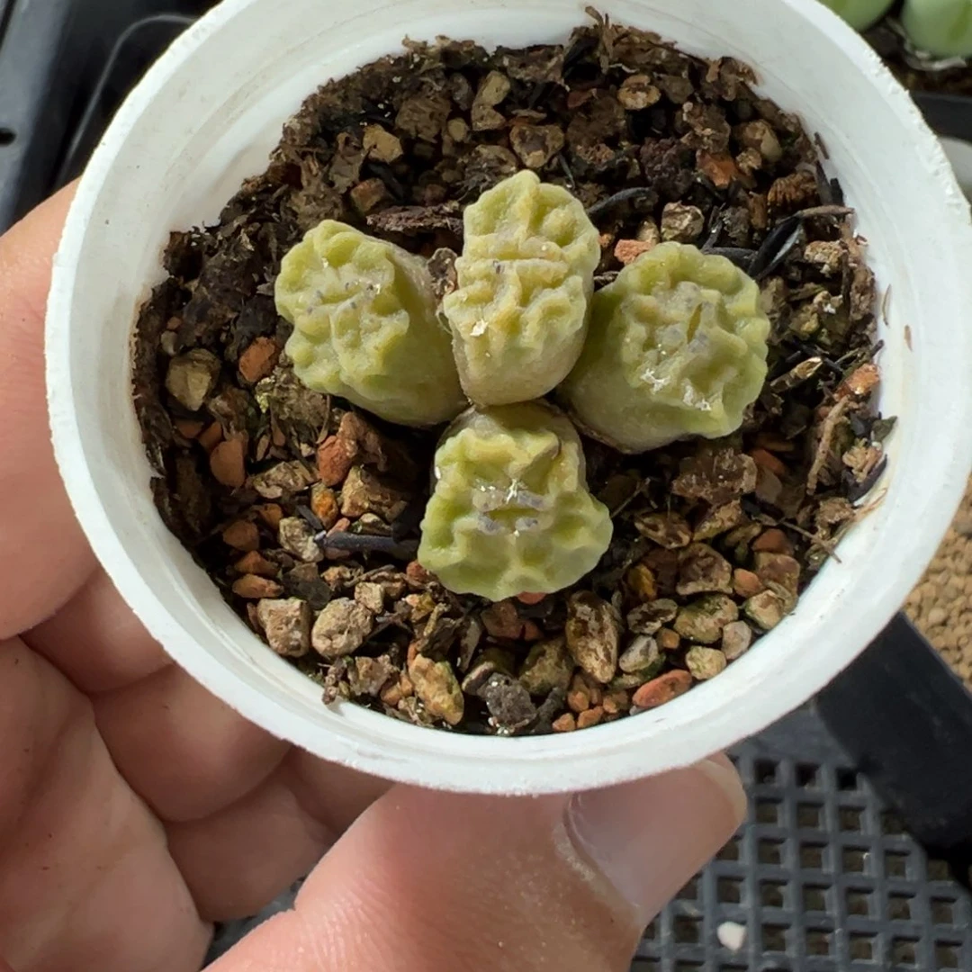 23-87烧麦多肉植物，