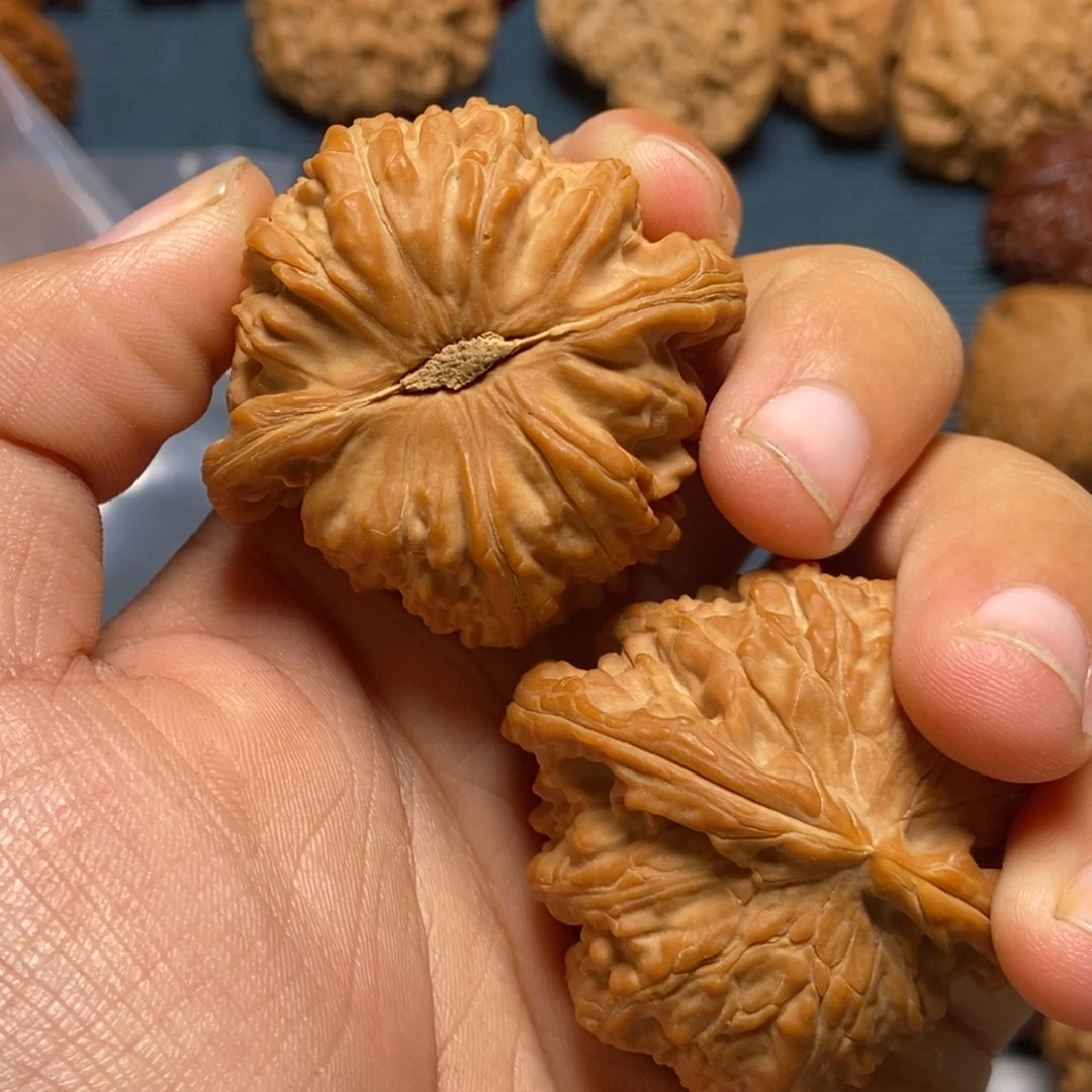 涧***牛43尺白狮子白茬啦啦啦