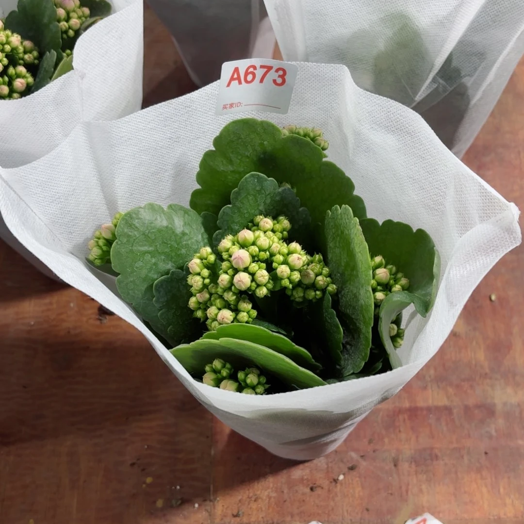 673茱丽叶长寿花一颗