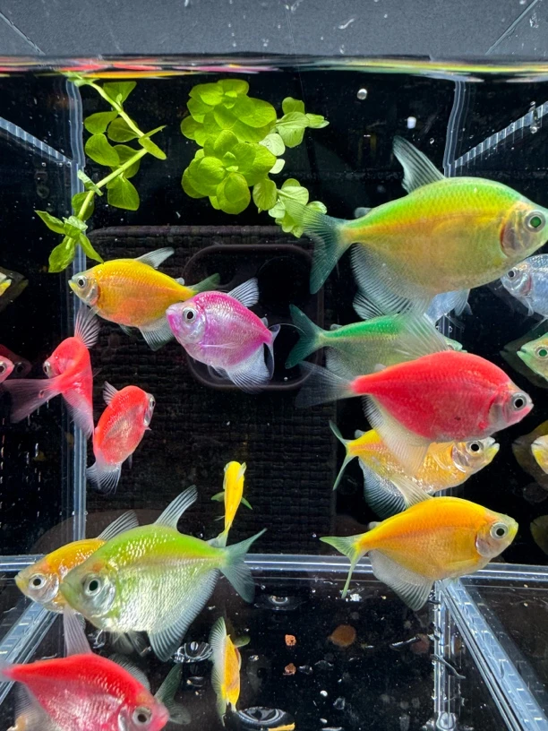 多彩天使鱼5cm10条颜色随机