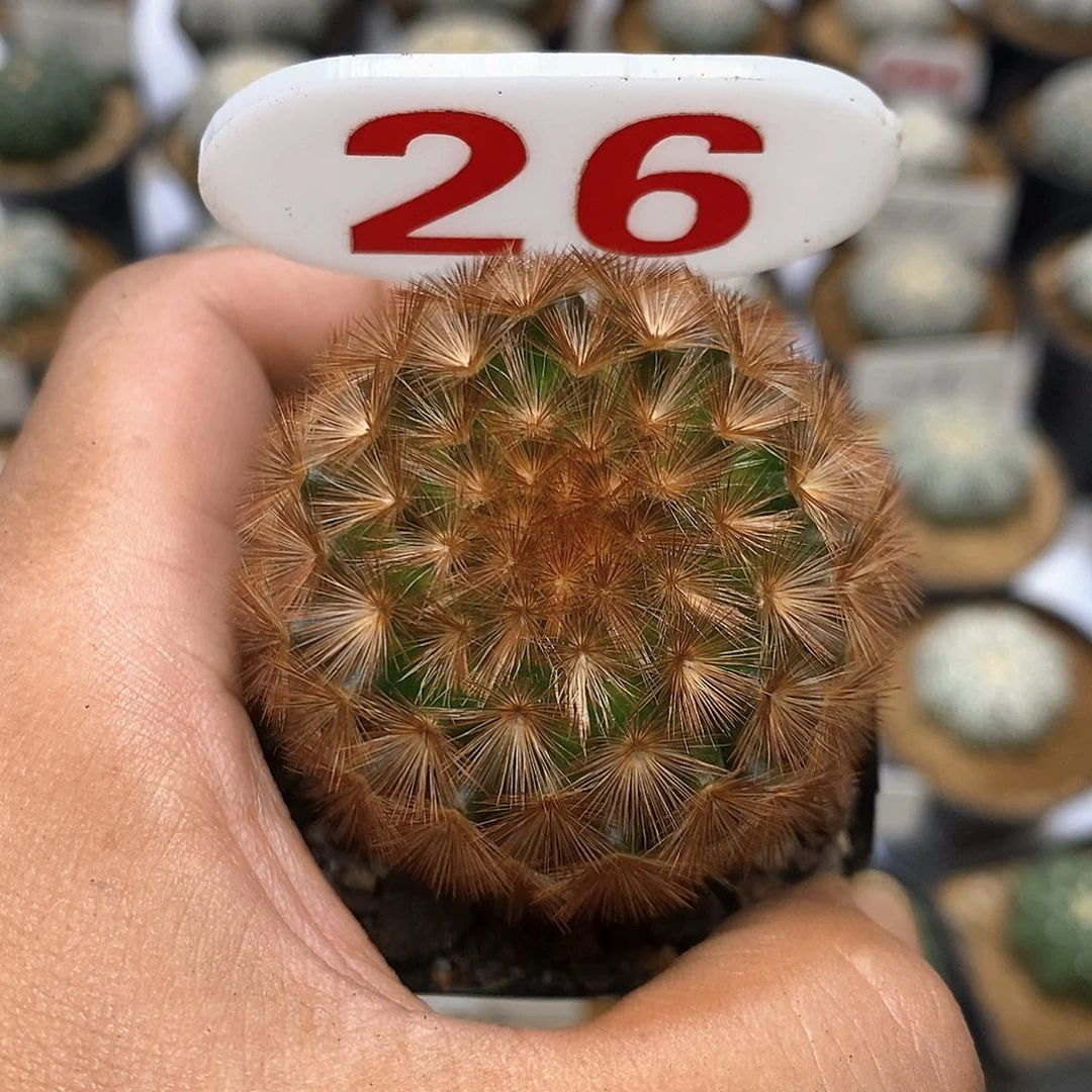 梧***桐26福利来了特价来了