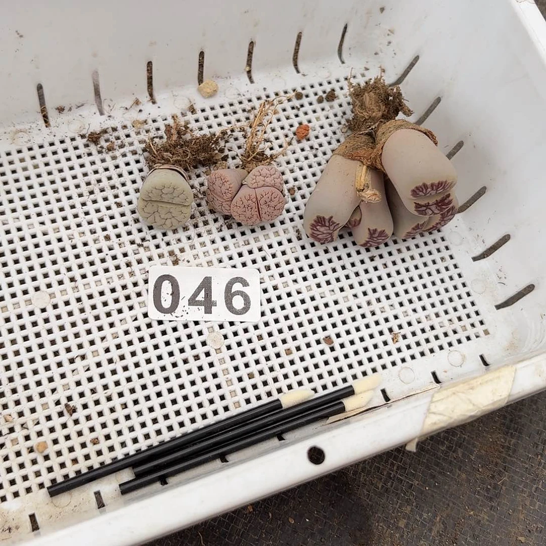 生石花一物一拍3颗046