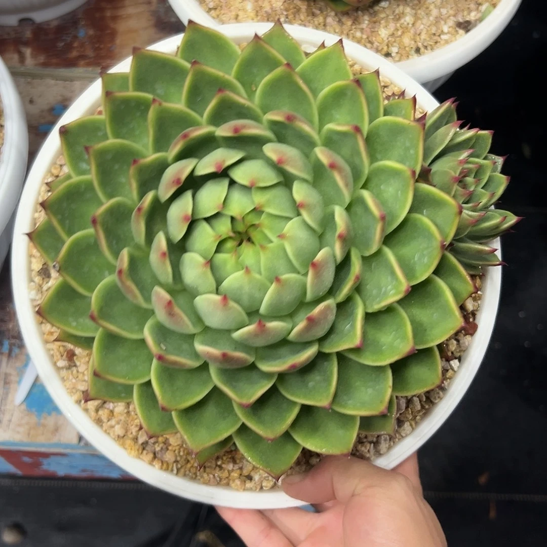 多肉植物一物一拍020