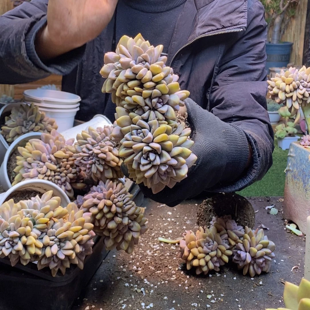 ┛****┍H162号淡雪缀多肉